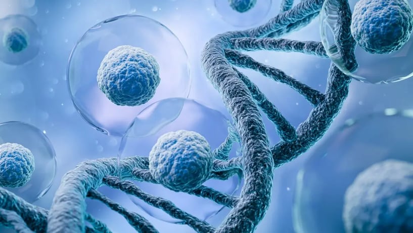 Cellule souche embryonnaire humaine