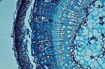 iStock-1241846368 (1)