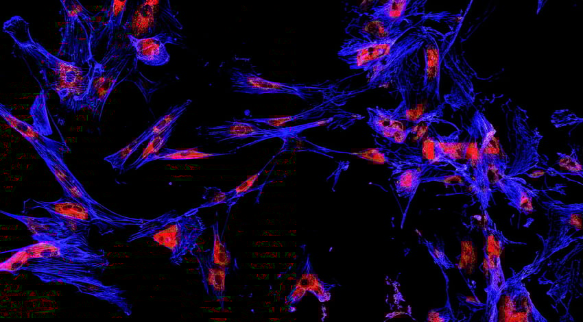 Quantitative-Multiplex-Immunofluorescence