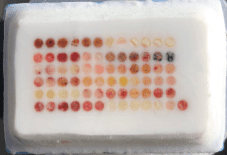 Frozen-tissue-microarray Frozen-tissue-microarray