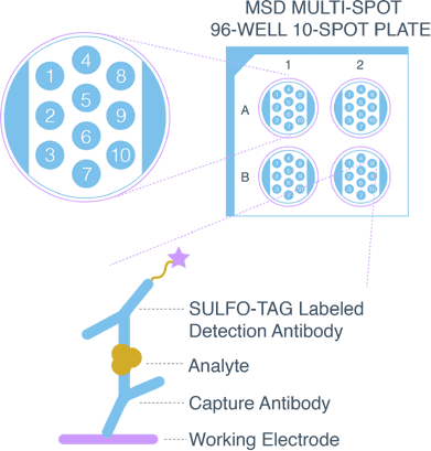 mesoscale_img_updated