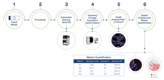mIF-workflow-1-651x317